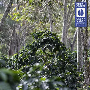 Café comuneros à la voile