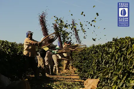 Café peaberry à la voile